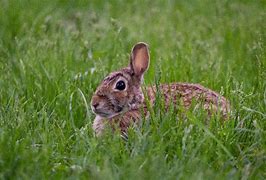 Image result for Pink BUNNIES Orchelans