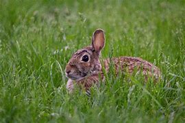 Image result for Bunnies Outside