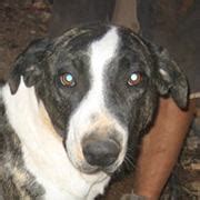 Tequila » Kanarenhunde e.V.