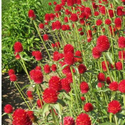 Buy Gomphrena Strawberry Fields seeds online | Premium Organic Seeds ...
