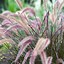 Image result for Red Ornamental Grasses Perennial
