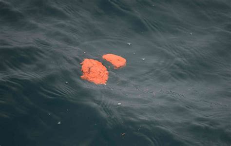 Bottoms up: how whale poop helps feed the ocean