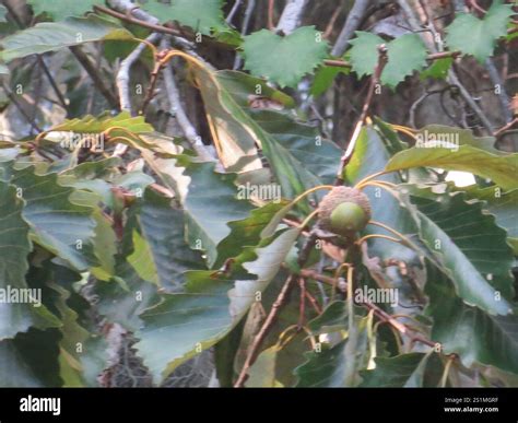 swamp chestnut oak (Quercus michauxii Stock Photo - Alamy