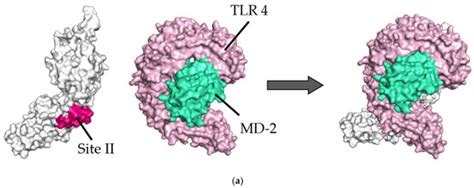 Viruses | Special Issue : Respiratory Syncytial Virus 2.0