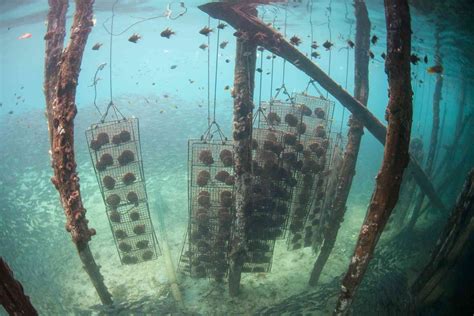 Exploring the Indian Ocean as a Rich Archive of History – Above and Below the Water Line - The ...