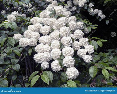 Beautiful White Flowers on a Japanese Snowball Bush Stock Image - Image ...