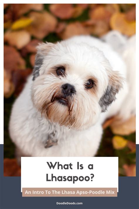 Image result for Lhasapoo Grooming Kit