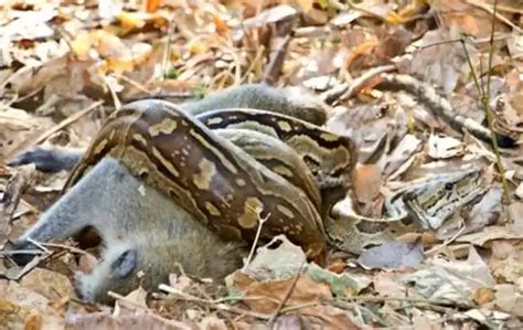 Image result for How to Cook a Python