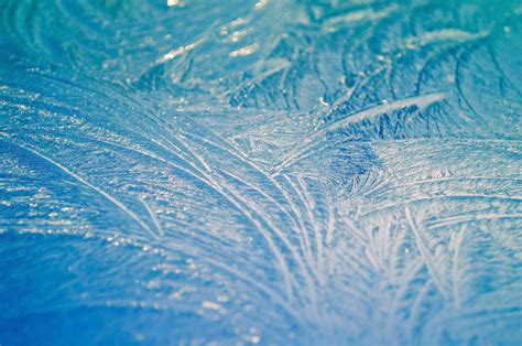 Free Images : nature, cold, winter, wing, morning, leaf, frost, ice, green, blue, material ...