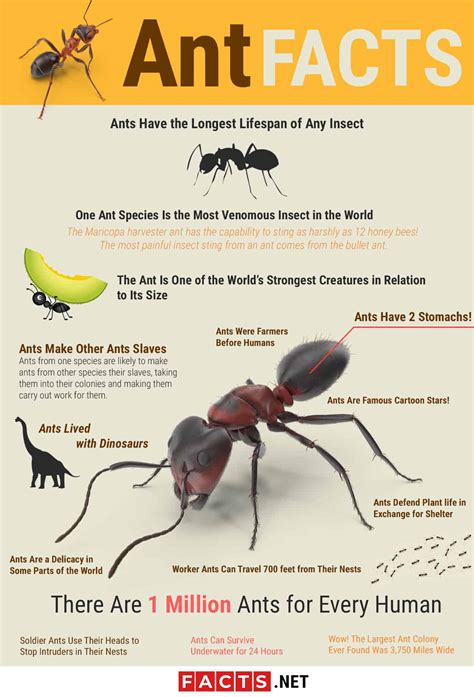Pictures About Ants