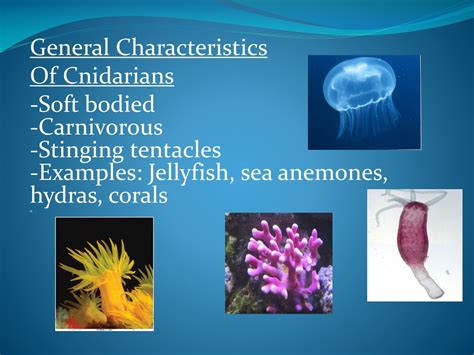 Unique Characteristics Of Cnidaria That Define Marine Life