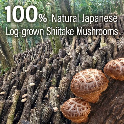 YAMASANKYOTOUJI YAMASAN KYOTO UJI Japanese Shiitake Mushroom Umami ...