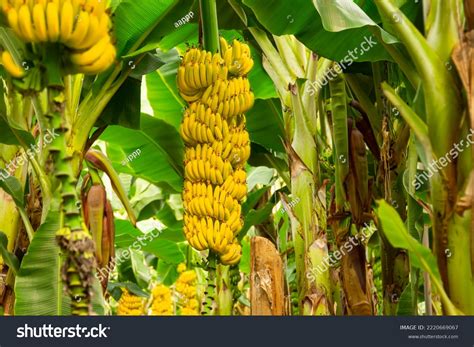 Banana Verde Ecuador at Ryan Hannum blog