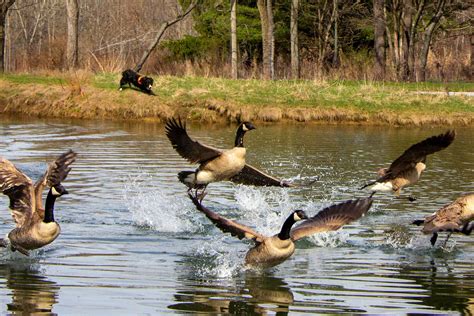 Protect yourself and your pets from bird flu - Ohio Geese Control