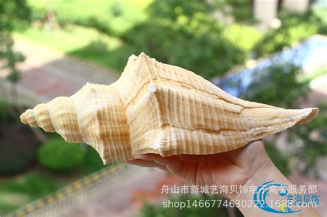 圆锥一样的海螺,圆锥状海螺,圆锥形的螺_大山谷图库