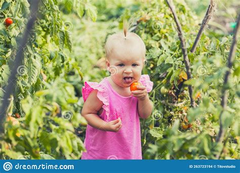 Little Baby Eating Tomato in Garden, Carefree Childhood Stock Photo - Image of tomatoes, summer ...