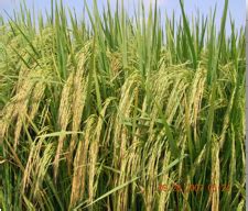 Rice – Technology Transfer Unit for the Industry Partners & Agri ...