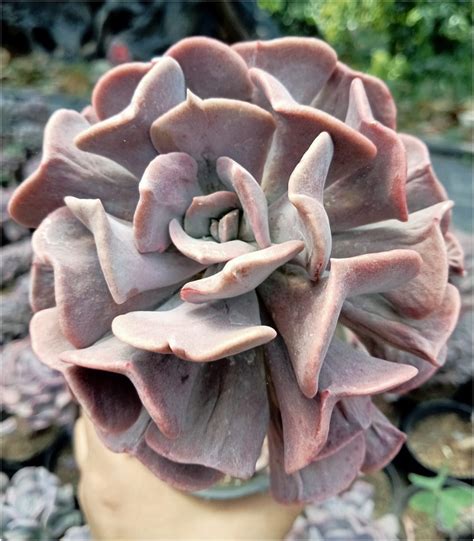Echeveria Pink Cubic Frost (Bare Rooted) – Kumaun Plants