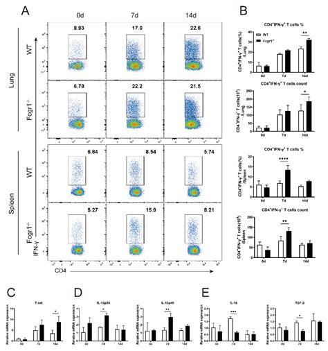 A Pathogenic Role for FcγRI in the Immune Response against Chlamydial ...