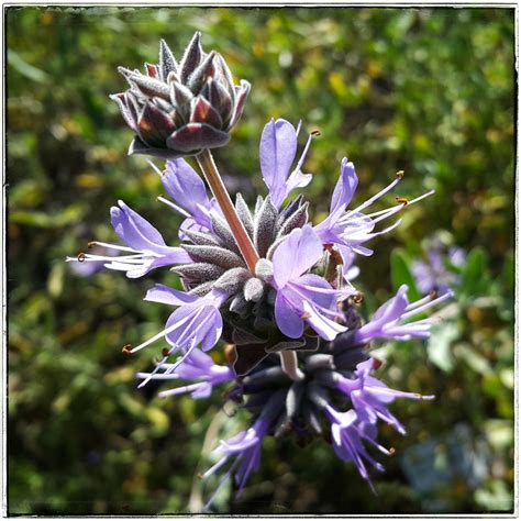 Salvia leucophylla - Calflora