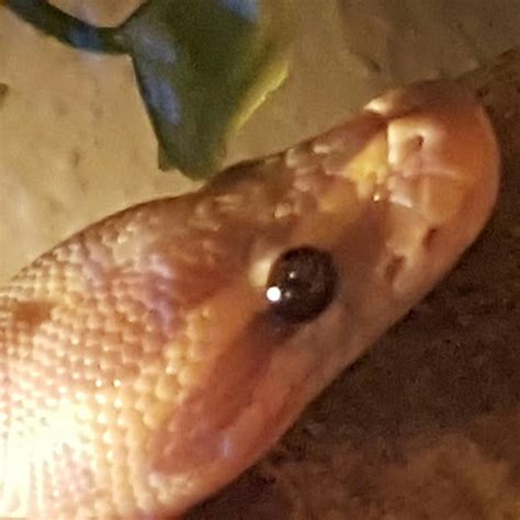 Image result for Doppler Mach Python Code