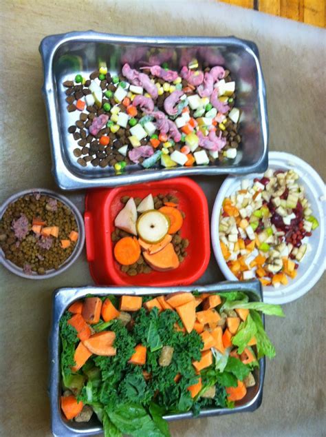 Adventures of a Zookeeper: What Do Zoo Animals Eat?