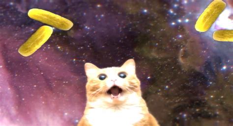 Image result for Pickle Script Kat