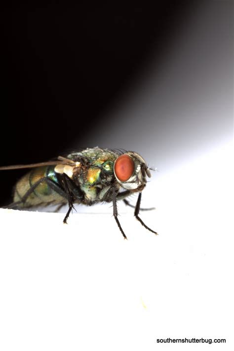 Image result for Shutterbug Live