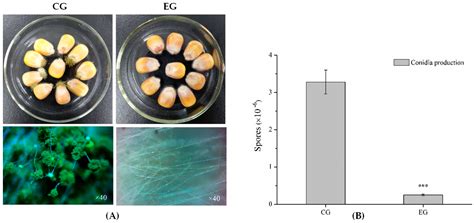 Transcriptomic Insights into Benzenamine Effects on the Development ...
