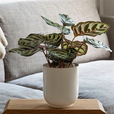 Buy Off white metal pot cover with enamel interior: Delivery by ...