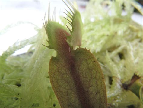 Spéculations sur l'origine de Dionaea