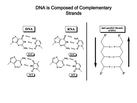 Image result for DNA Replication Complementary Strand