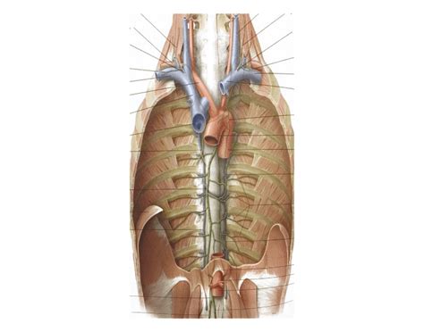 Image result for Lymphatic Trunks