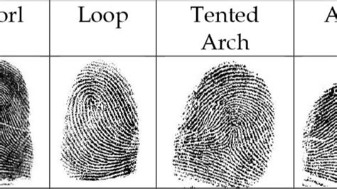 Image result for Basic Patterns of Fingerprints
