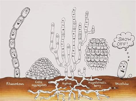 Together we are strong - bacteria form multicellular organisms