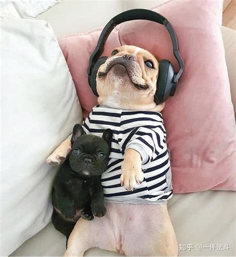 狗狗也会听音乐 - 知乎