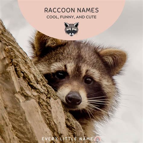 160+ Best Raccoon Names (Cool, Funny, and Cute) - Every Little Name