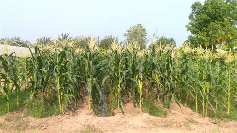 corn_farm – Lemon Farm Organic & Sustainable