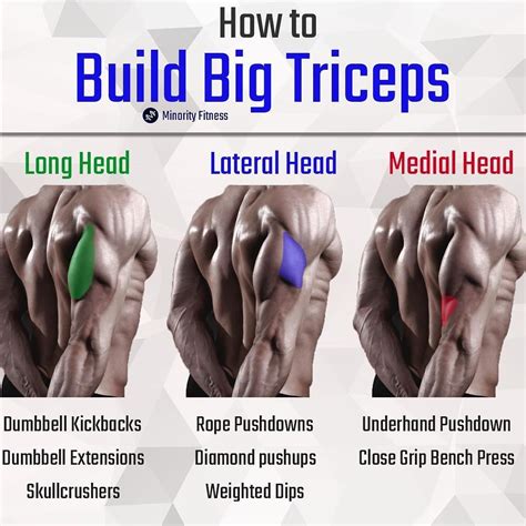 lateral head tricep exercises - Milk West