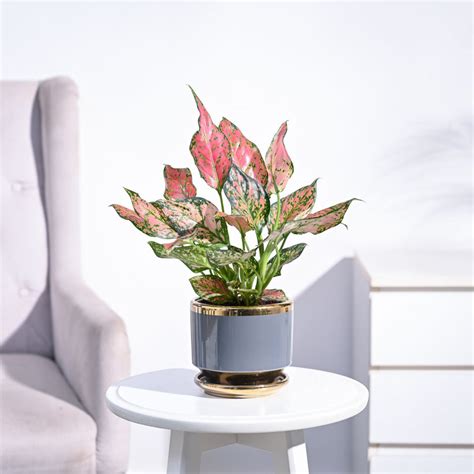 Buy Aglaonema Plant Online in India | Safe Home Delivery – Ugaoo
