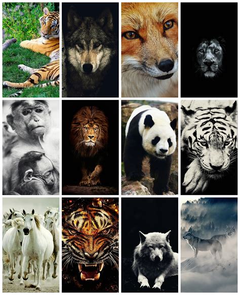 Animal Collage Wallpapers - Wallpaper Cave