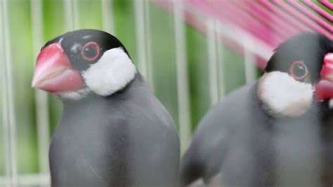 Image result for Java Sparrow Breed