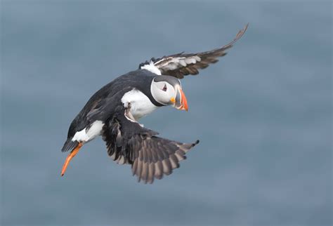 Wildlife and animals in Iceland | GJ Travel