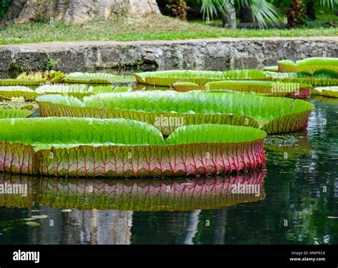 Giant water lilies (Victoria Amazonica) on pond at Sir Seewoosagur ...
