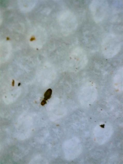 Image result for Springtail Bug-Bite