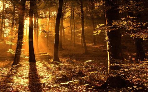 Forest Landscape High Resolution 的图像结果