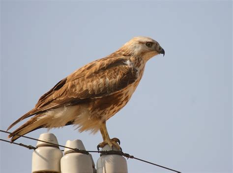Long-legged Buzzard - Buteo rufinus - Birding in India