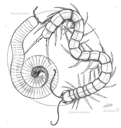 Trigoniulus corallinus (Diplopod, Trigoniulidae) Scolopendra subspinipes (Chilopod, Scolopendridae)