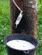 Image result for Rubber Tree