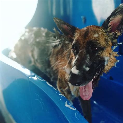 Grooming — The Salty Dog Grooming and Daycare - Boyne Island QLD